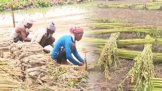 বাম্পার ফলন হলেও পাট জাগ দেয়া নিয়ে শঙ্কায় যশোরের চাষিরা